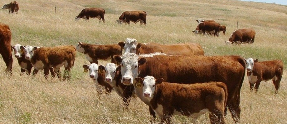 IN OUR PASTURES
