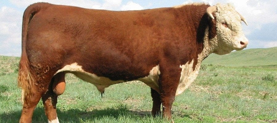 HERD SIRES