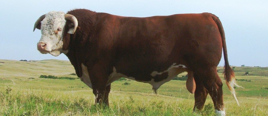 SALE CATTLE PHOTOS & VIDEOS